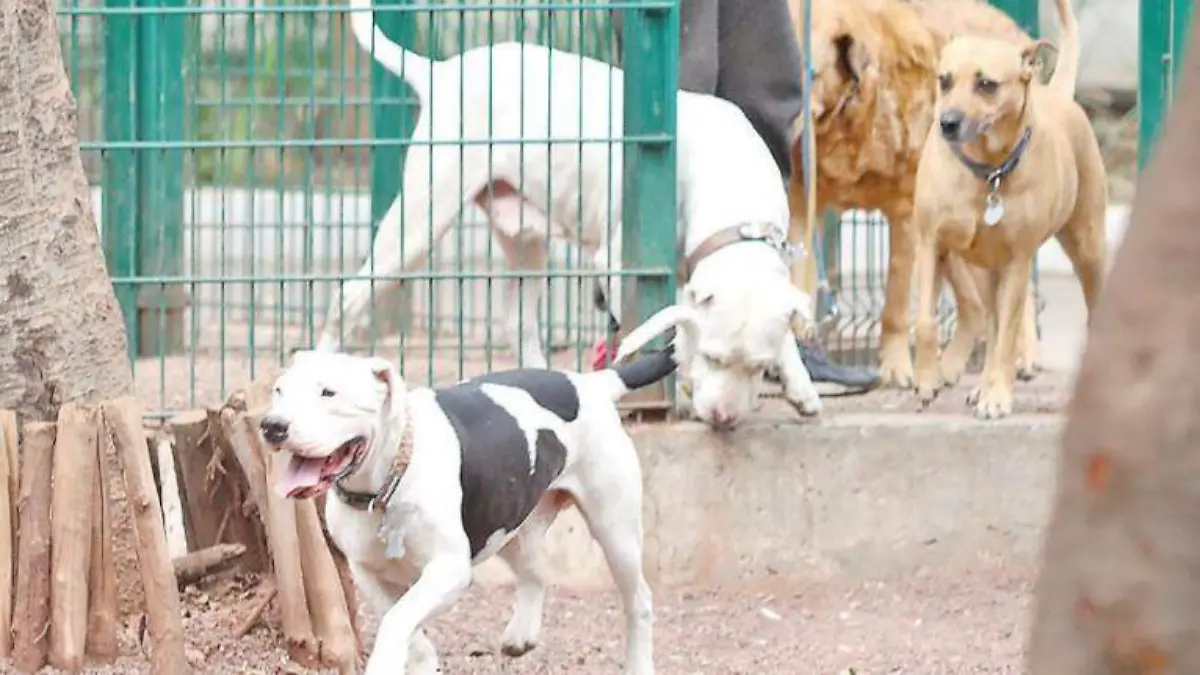 perros casos de rabia SERGIO VAZQUEZ